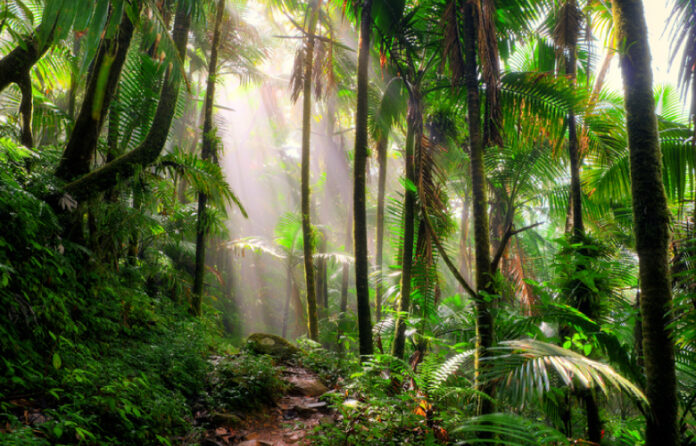 Nachhaltigkeit KI Banken Microsoft|Banken KI Senacor